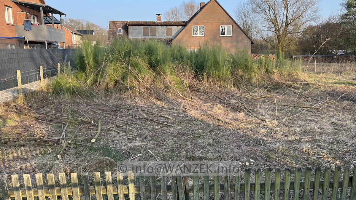 Tamarix parviflora 01.jpg